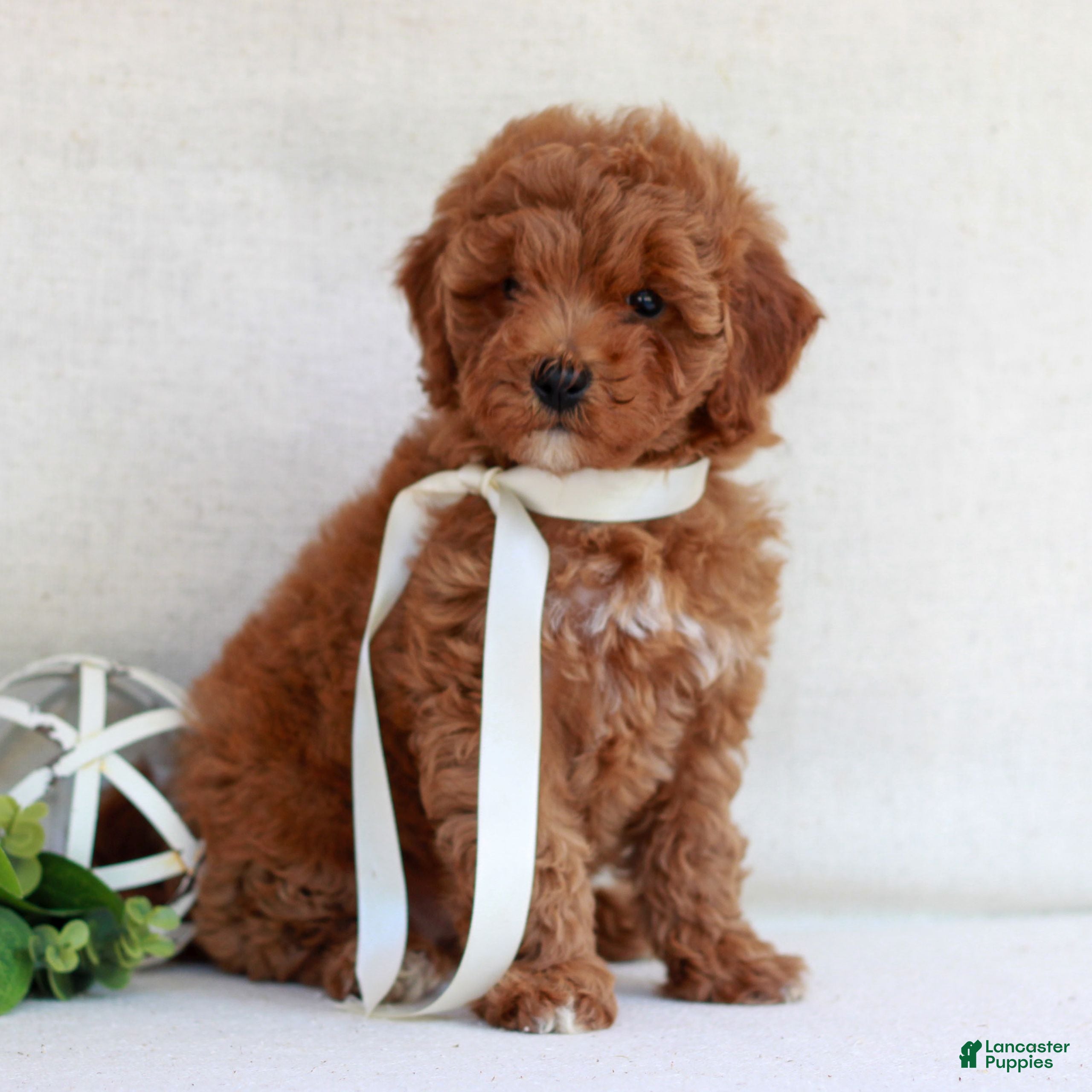 Cavapoo dogs Natalie  - Ad 1