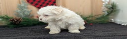 Havanese dogs for sale: Zeus - Ad 6