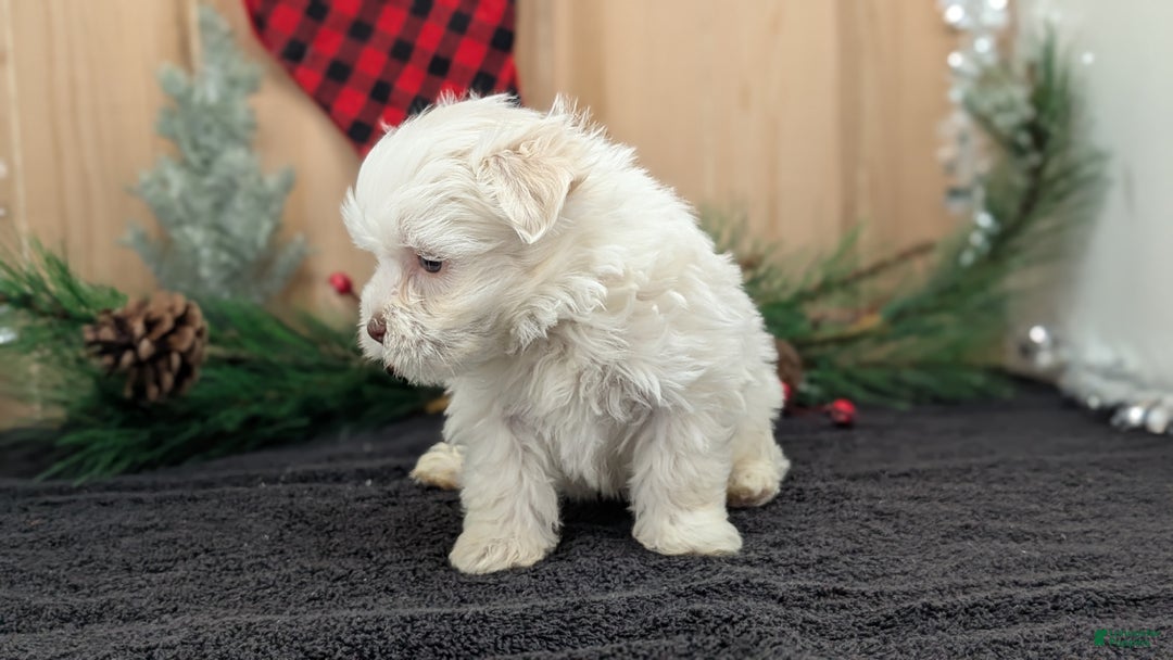 Havanese dogs for sale: Zeus - Ad 6