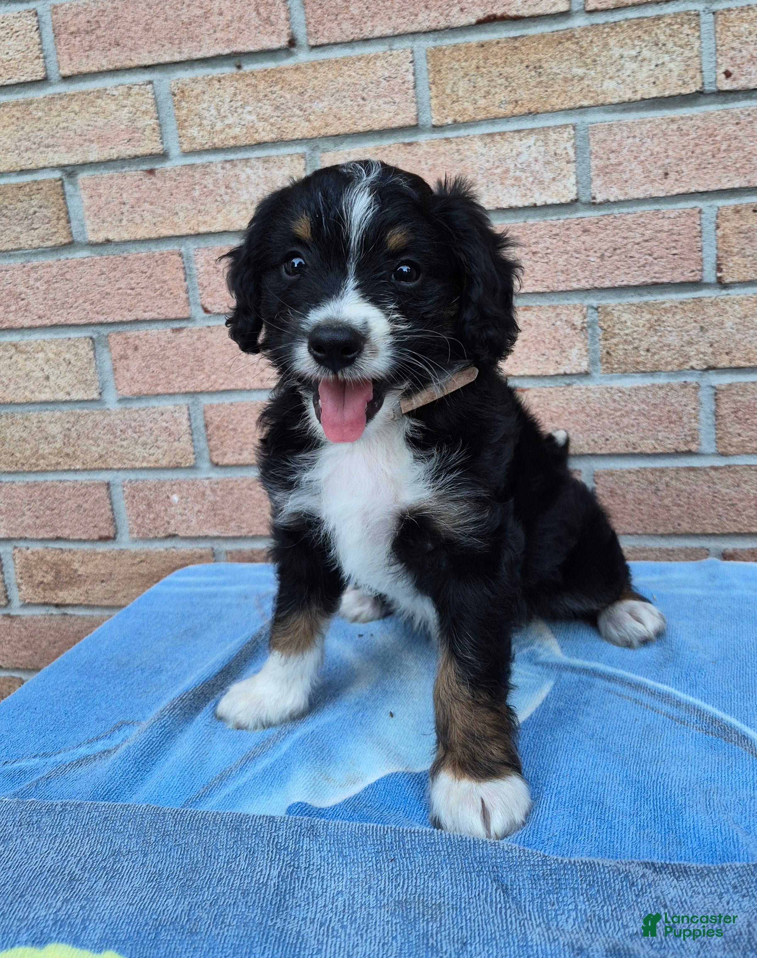 Mini Bernedoodle dogs Wilson - Ad 1