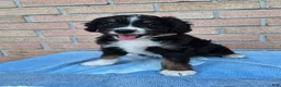 Mini Bernedoodle dogs for sale: Wilson - Ad 1