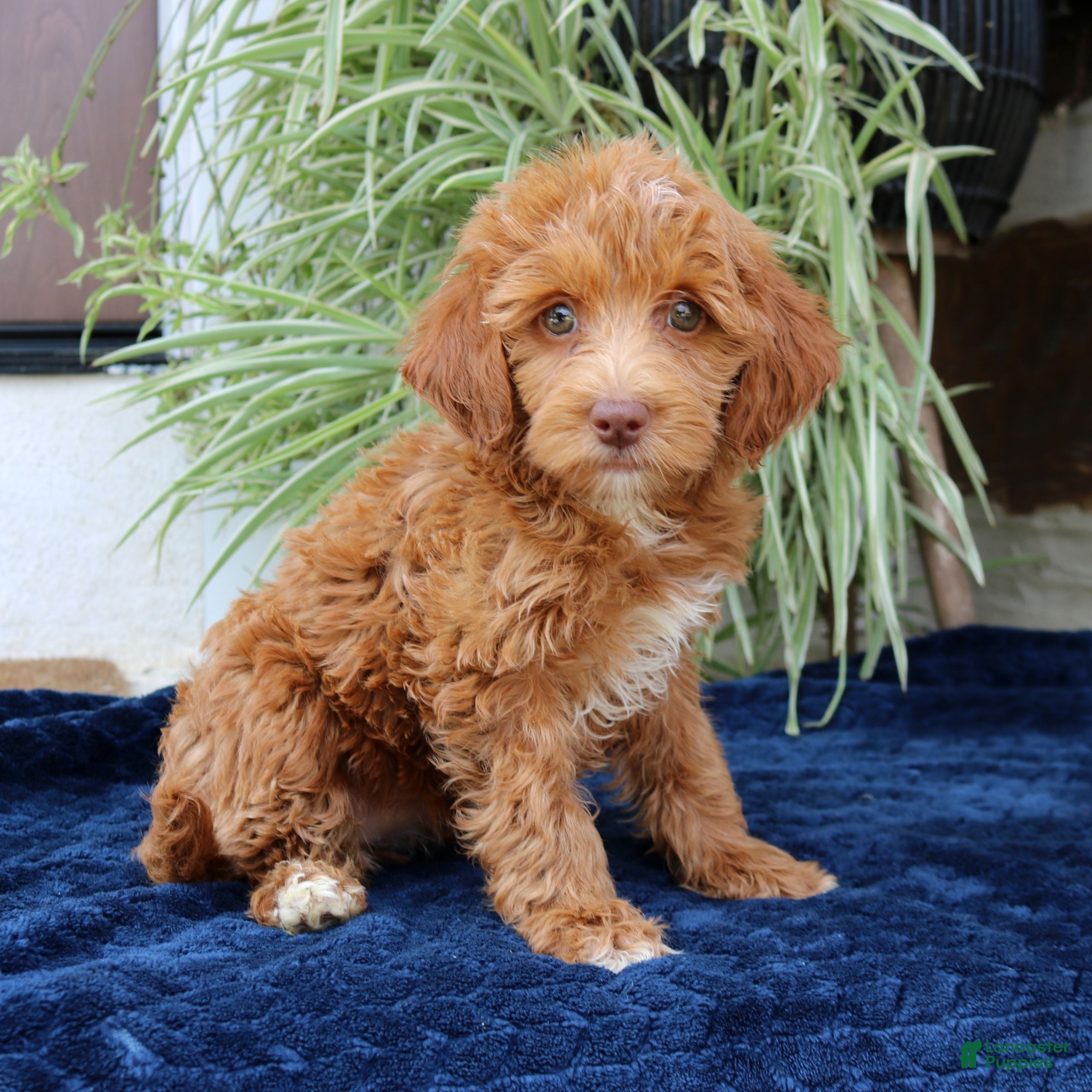 Mini Goldendoodle dogs for sale: Harper  - Ad 3