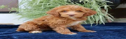 Mini Goldendoodle dogs for sale: Harper  - Ad 1