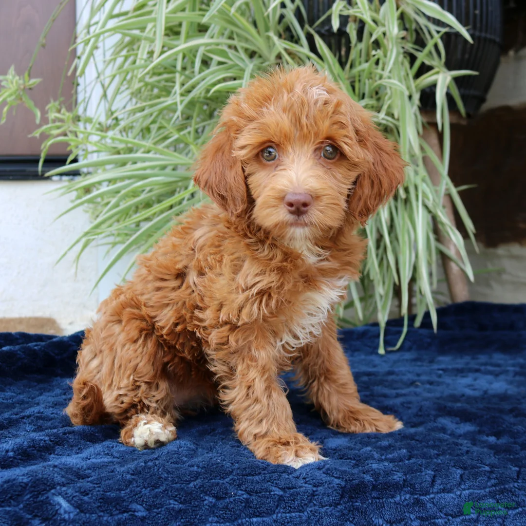 Mini Goldendoodle dogs for sale: Harper  - Ad 1