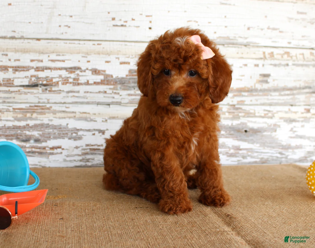 Mixed Breed dogs for sale: Nicki - Ad 4