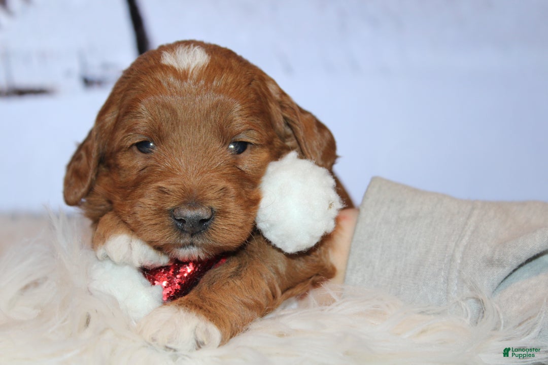 Mini Goldendoodle dogs for sale: Willow-Mini - Ad 1