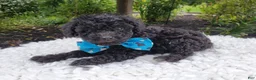 Toy Poodle dogs for sale: Blackie - Ad 1