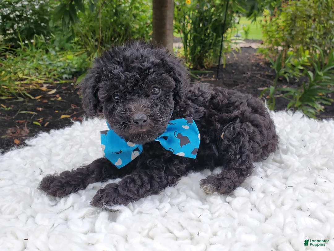Toy Poodle dogs for sale: Blackie - Ad 1