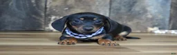 Miniature Dachshund dogs for sale: Prudy - Ad 3