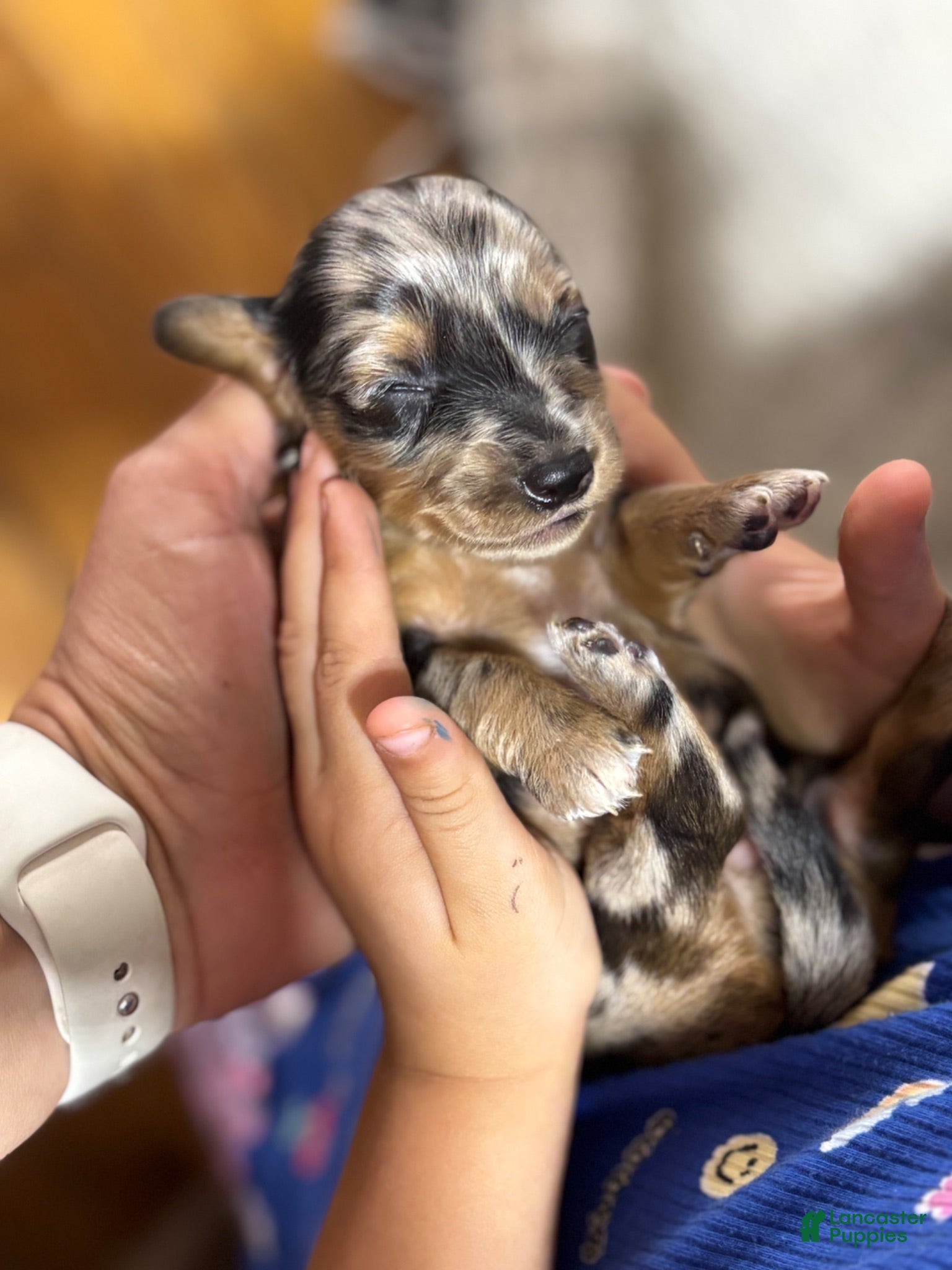 Dachshund dogs Dachshund 3 - Ad 2