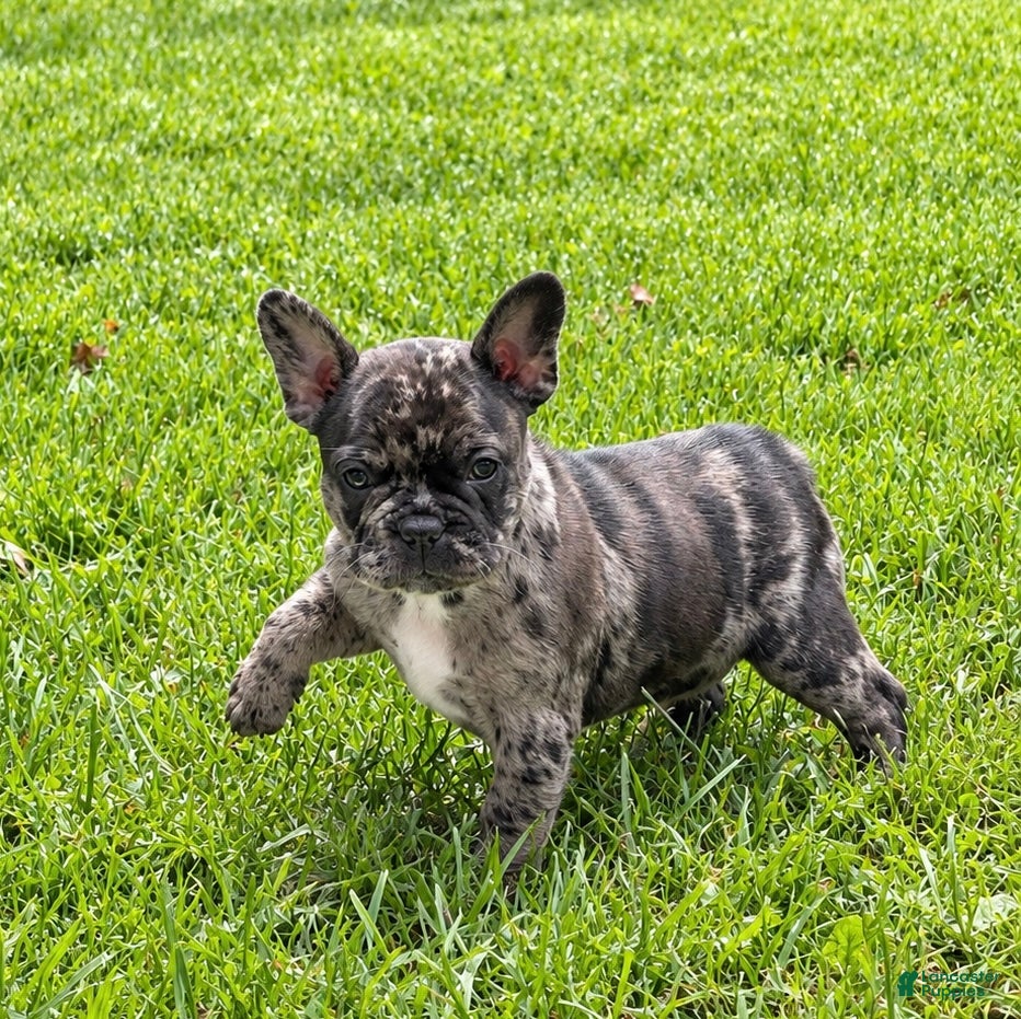 Frenchton dogs Indie  - Ad 1