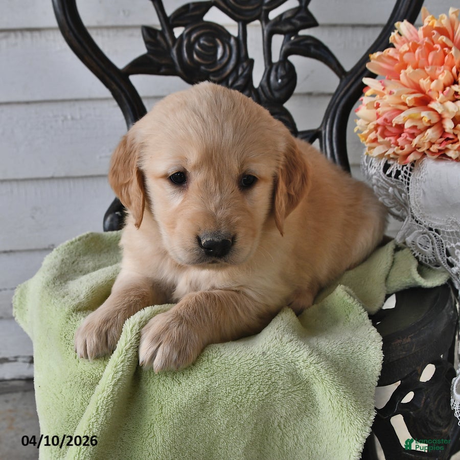 Golden Retriever dogs Marcy - Ad 2