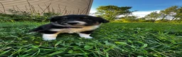 Australian Shepherd dogs for sale: Rosie - Ad 5