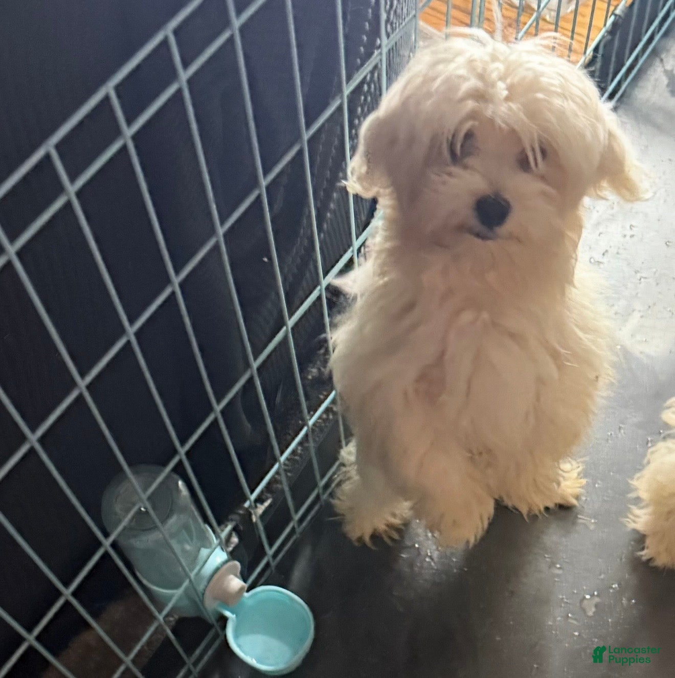 Maltese dogs Bruno - Ad 14