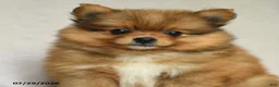 Pomeranian dogs for sale: Bouncer - Ad 4