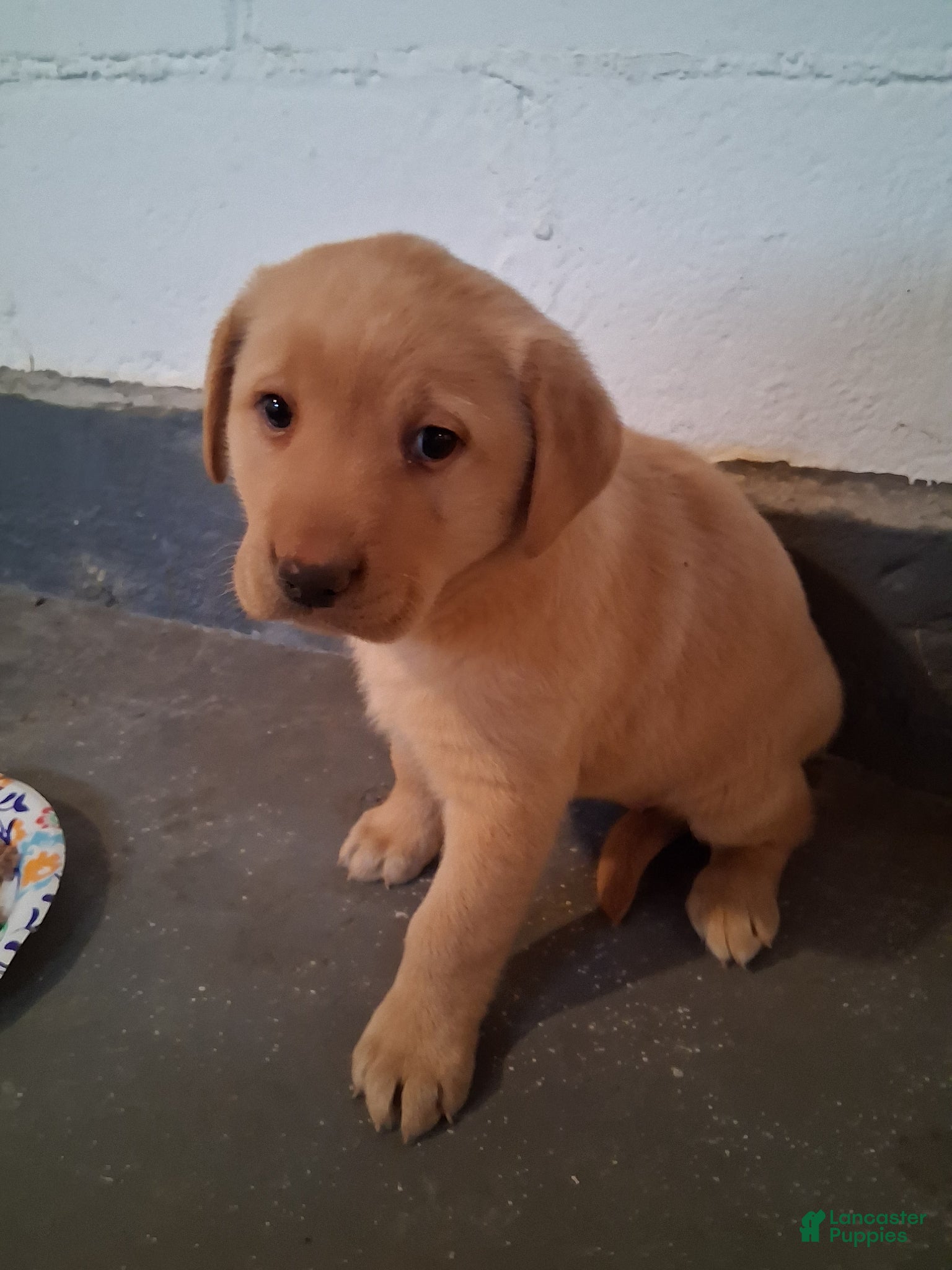 Labrador Retriever dogs Labrador Retriever Puppy 1 - Ad 2