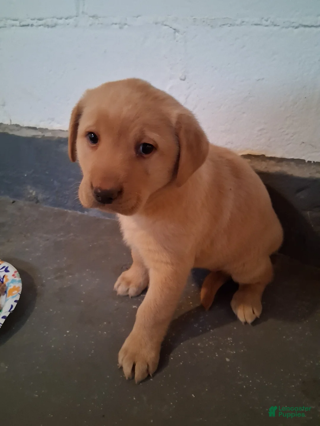 Labrador Retriever dogs for sale: Labrador Retriever Puppy 1 - Ad 2