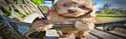 Havapoo dogs for sale: Porsha - Ad 5