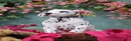 Dalmatian dogs for sale: Dalmatian Puppy 4 - Ad 6