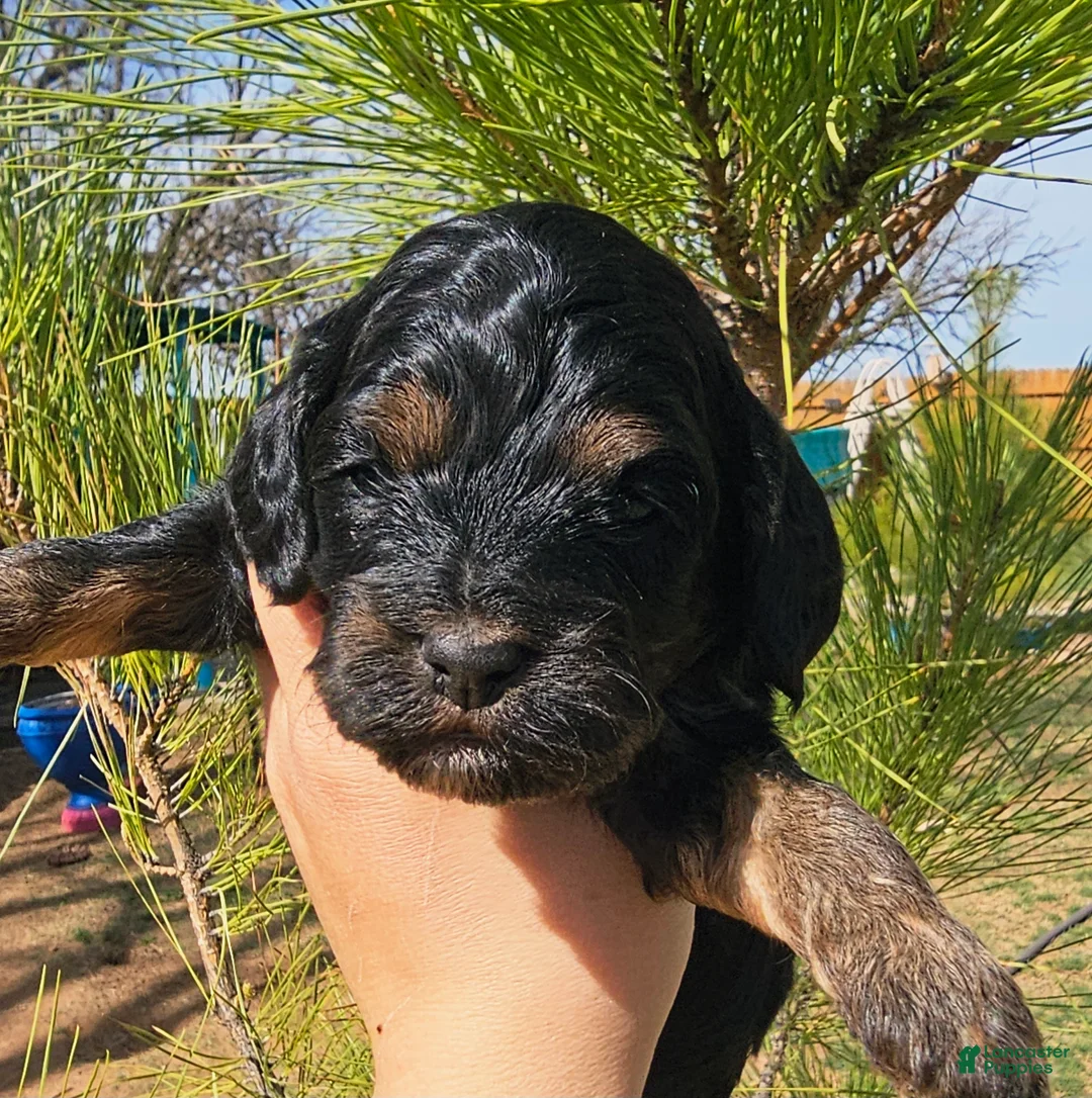 Cockapoo dogs for sale: Jesse  - Ad 1
