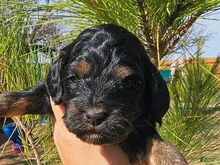 Cockapoo dogs Jesse - Ad 21