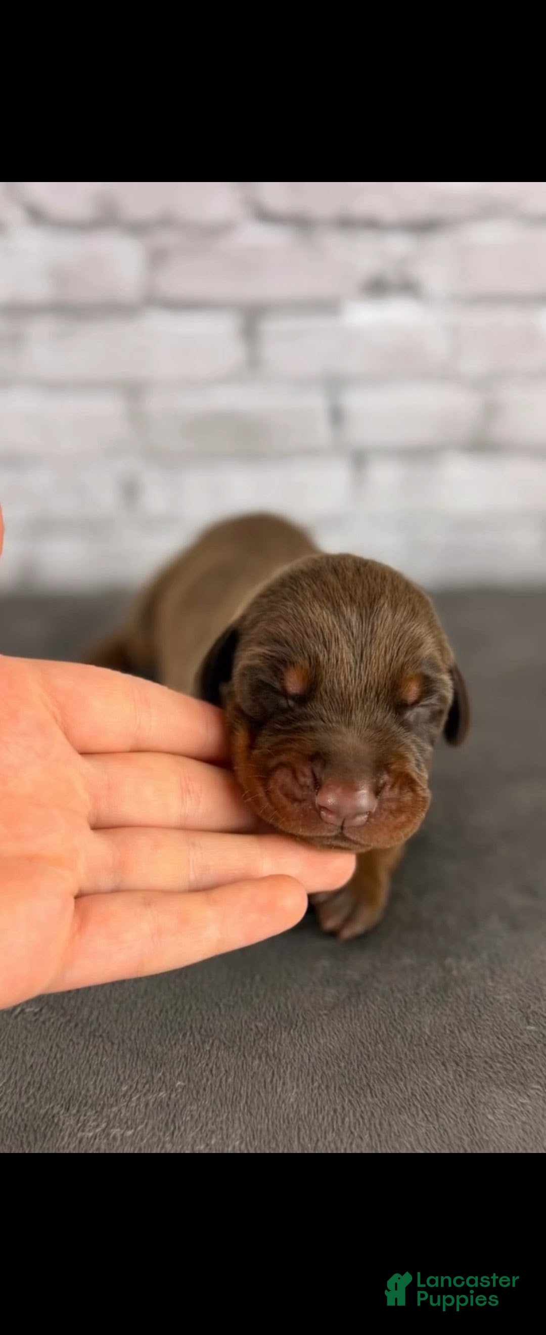 Doberman Pinscher dogs Phantom's The Process "Joel Embiid" European - Ad 40