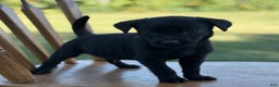 Labrador Retriever dogs for sale: Frisky - Ad 4