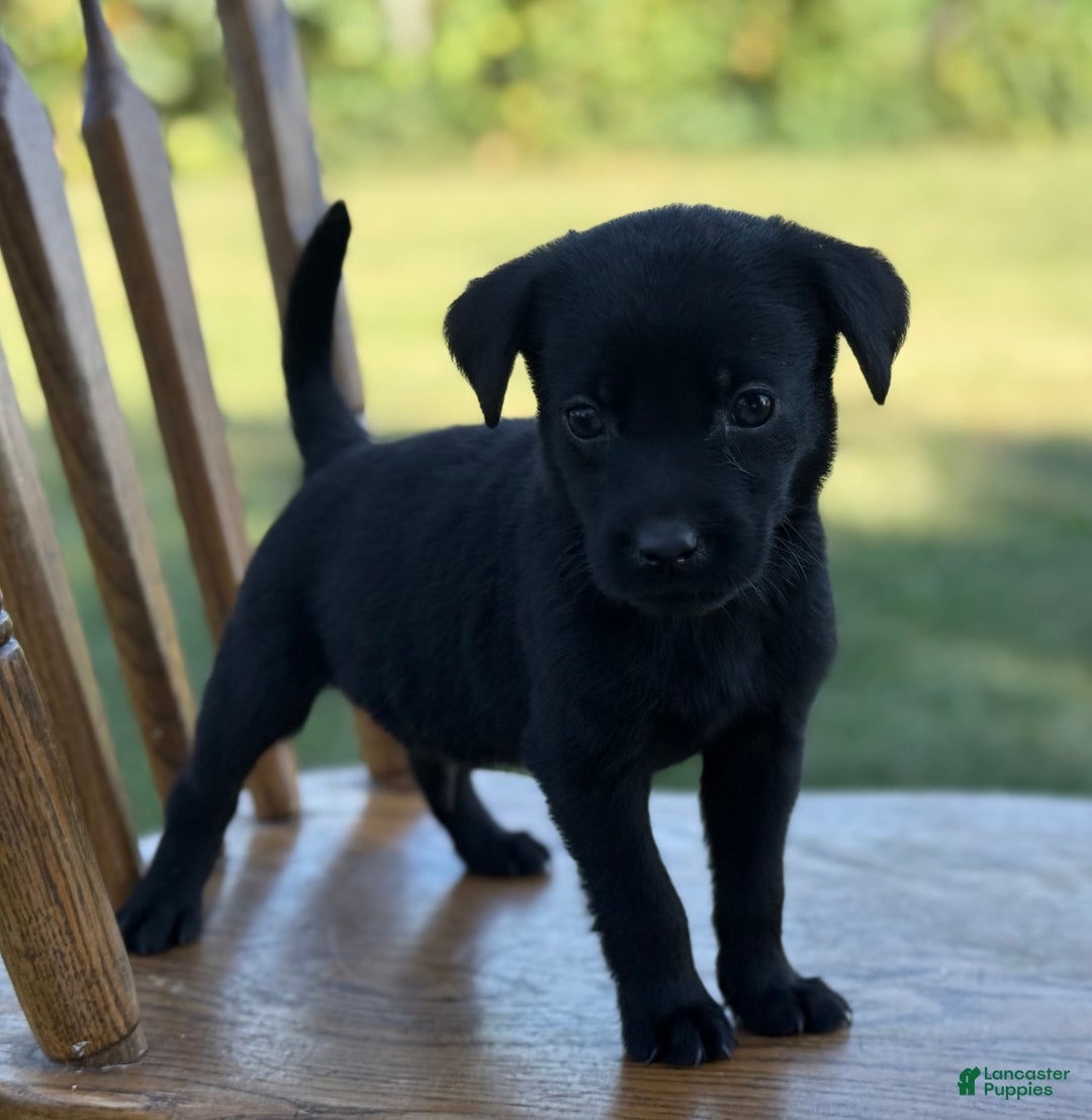 Labrador Retriever dogs for sale: Frisky - Ad 4