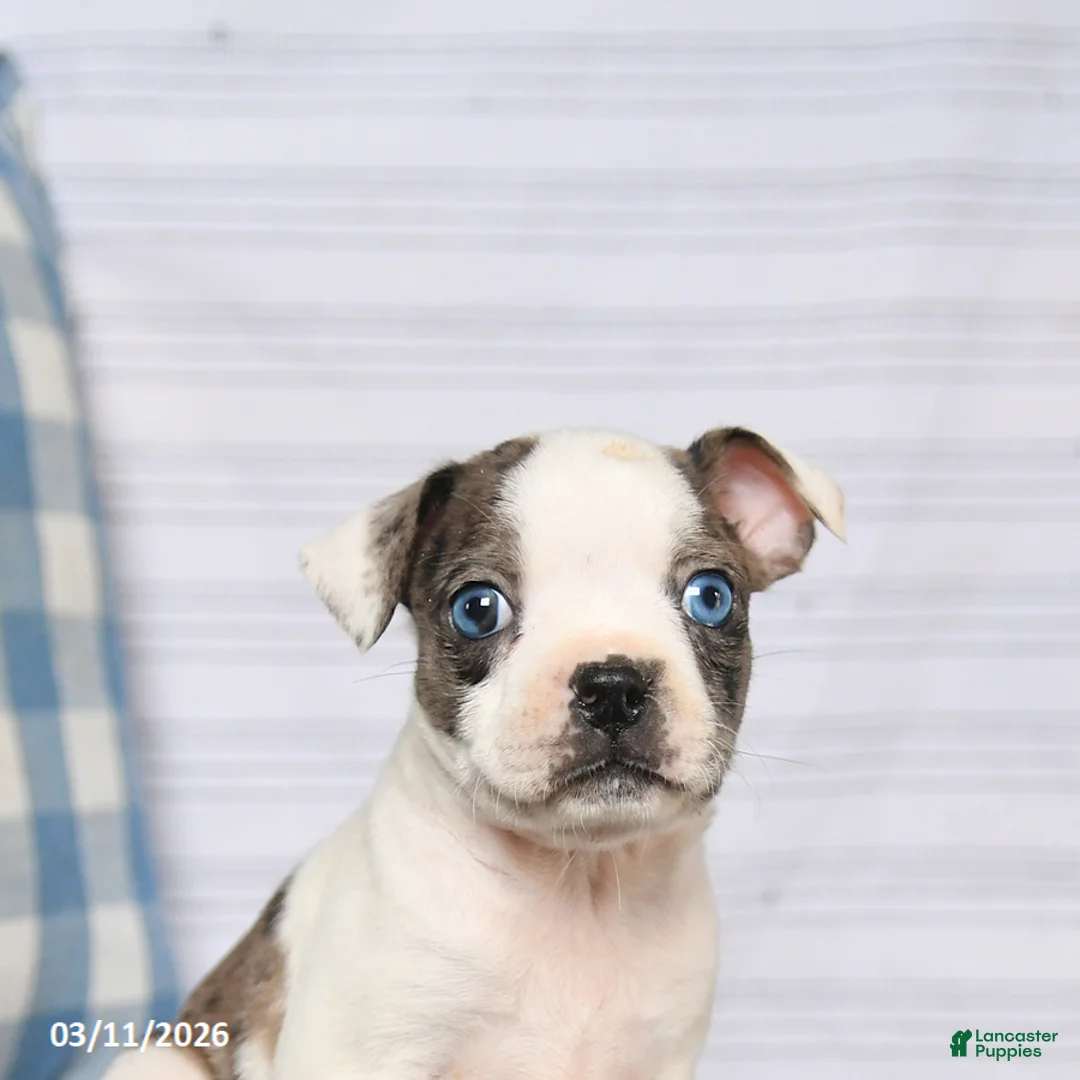 Boston Terrier dogs for sale: Ronald - Ad 2