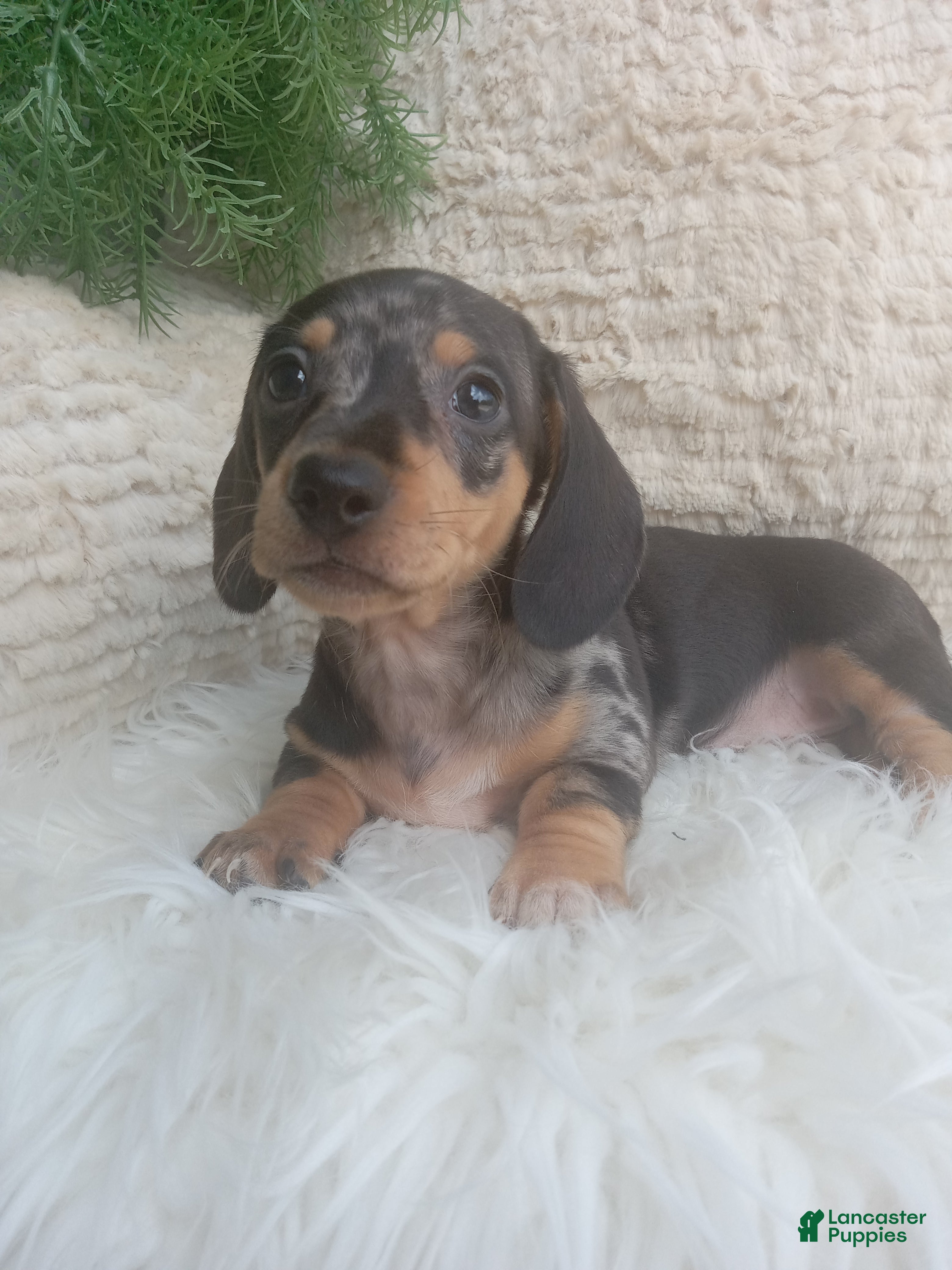 Dachshund dogs Macy - Ad 2
