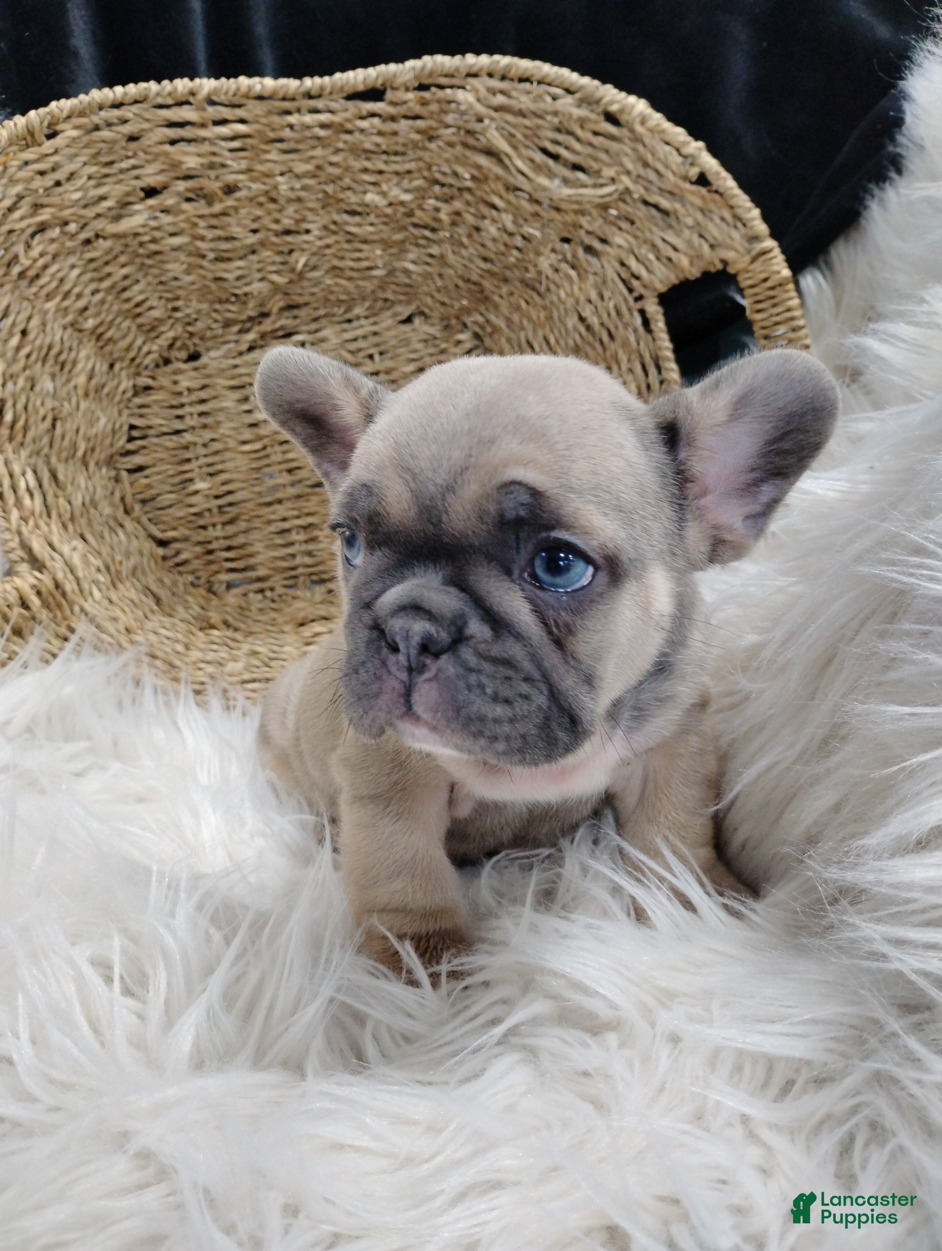 French Bulldog dogs Fletcher  - Ad 2