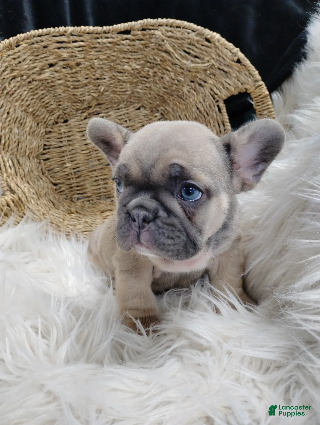 French Bulldog dogs for sale: Fletcher  - Ad 2