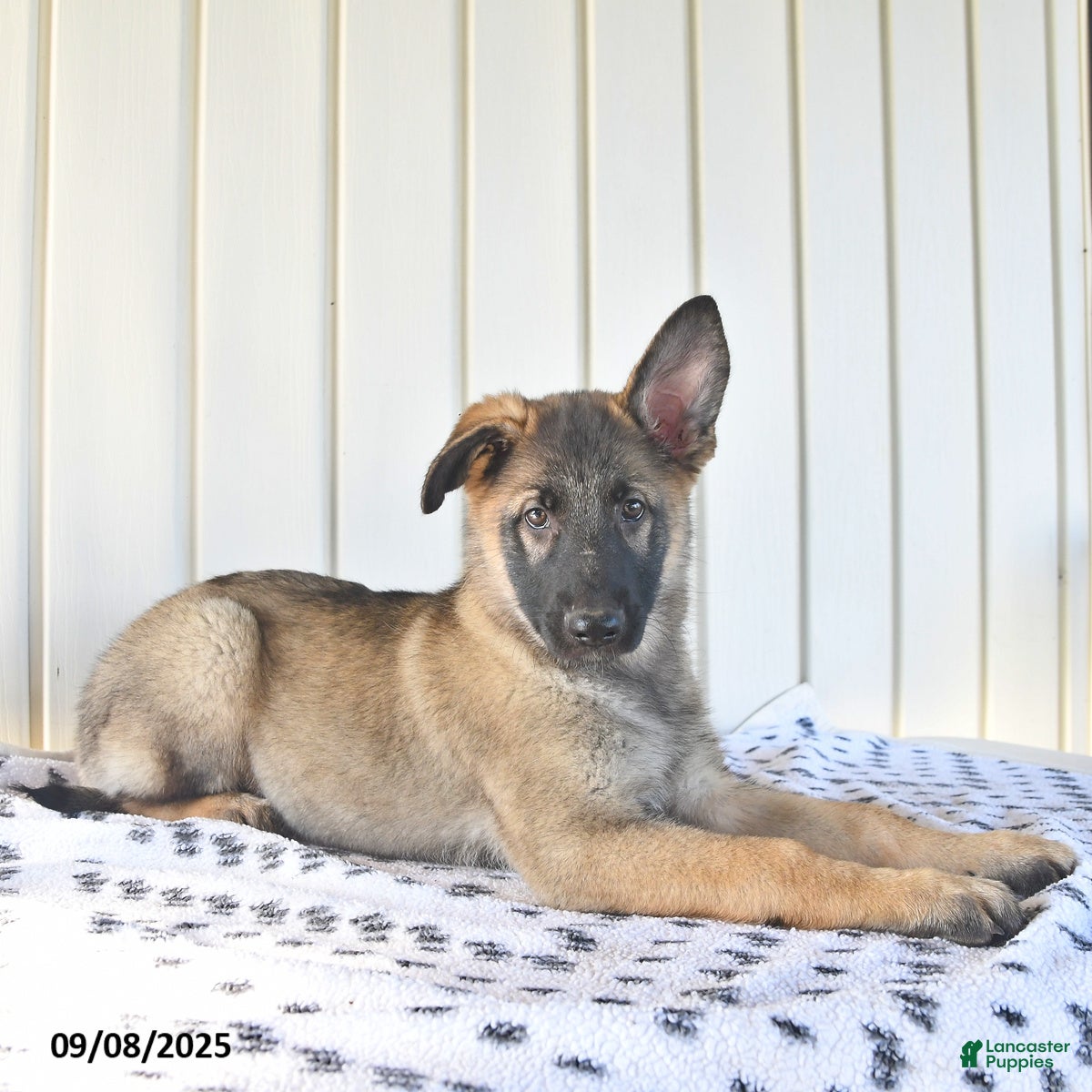 Lab Mix German Shepherd Heeler Mix Puppy German Shepherd Mix Puppy