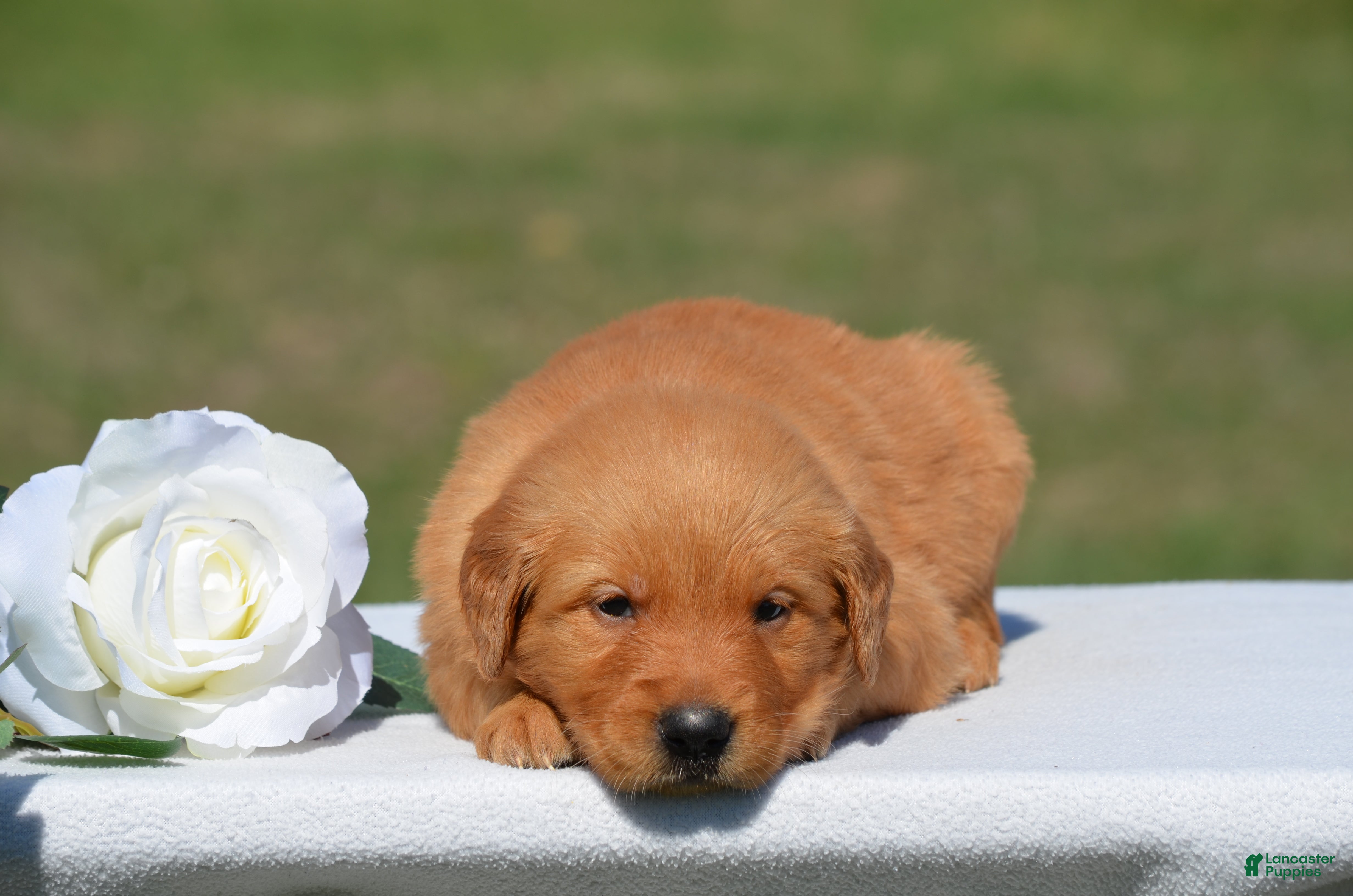 Golden Retriever dogs for sale: Star - Ad 2