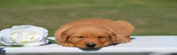Golden Retriever dogs for sale: Star - Ad 2