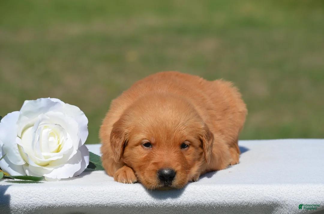 Golden Retriever dogs for sale: Star - Ad 2