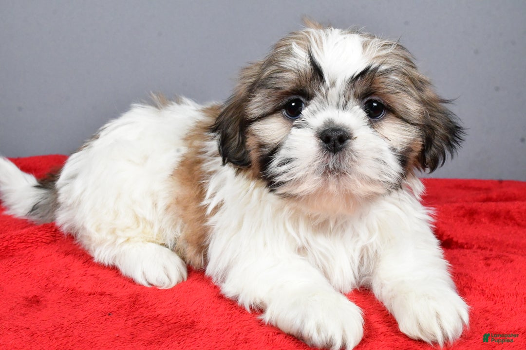 Shih Tzu dogs for sale: Maddie - Ad 1