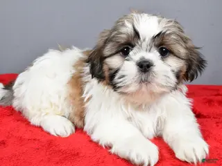 Shih Tzu dogs Maddie - Ad 38