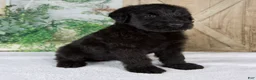 Giant Schnauzer dogs for sale: Kaylie - Ad 3