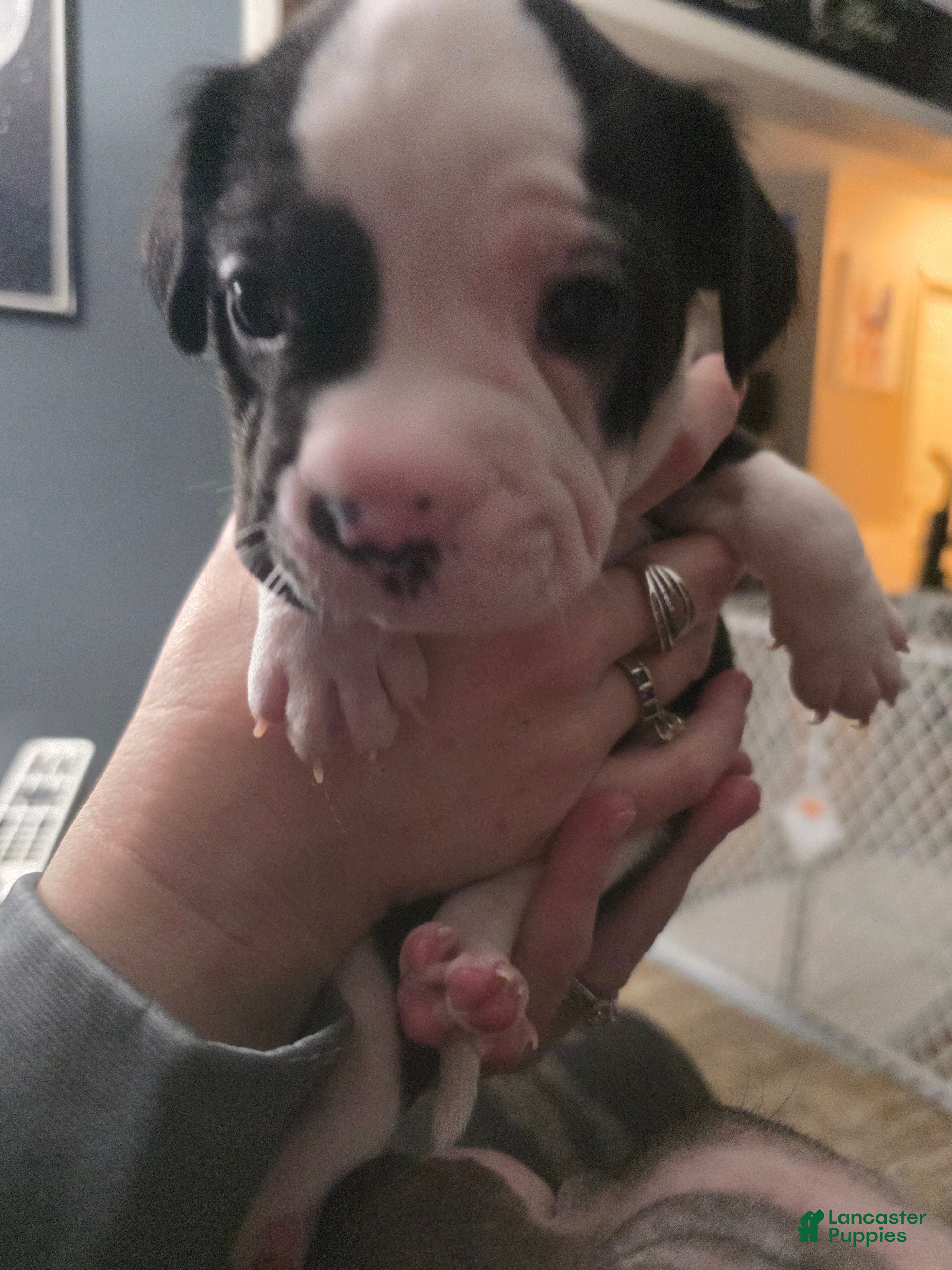 Mixed Breed dogs Yellow *Updated 2/18 - Ad 18