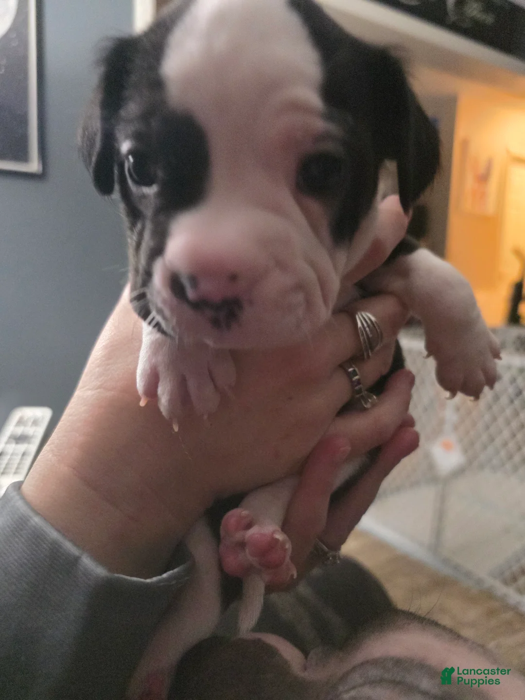 Mixed Breed dogs for sale: Yellow *Updated 2/26 - Ad 2