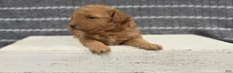 Miniature Poodle dogs for sale: Willow - Ad 3