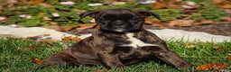 Boxer dogs for sale: Ginny - Ad 3