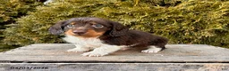 Dachshund dogs for sale: Cash - Ad 3