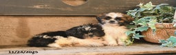 Shih Tzu dogs for sale: Rusty - Ad 3