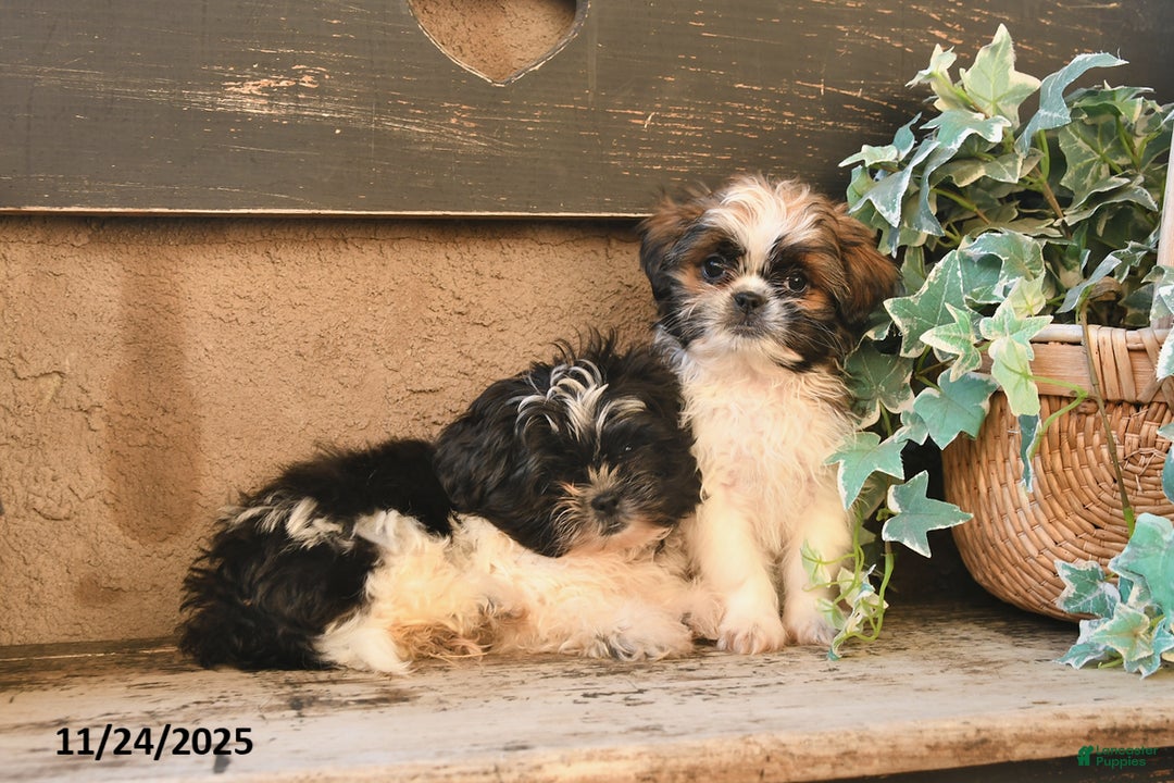 Shih Tzu dogs for sale: Rusty - Ad 3