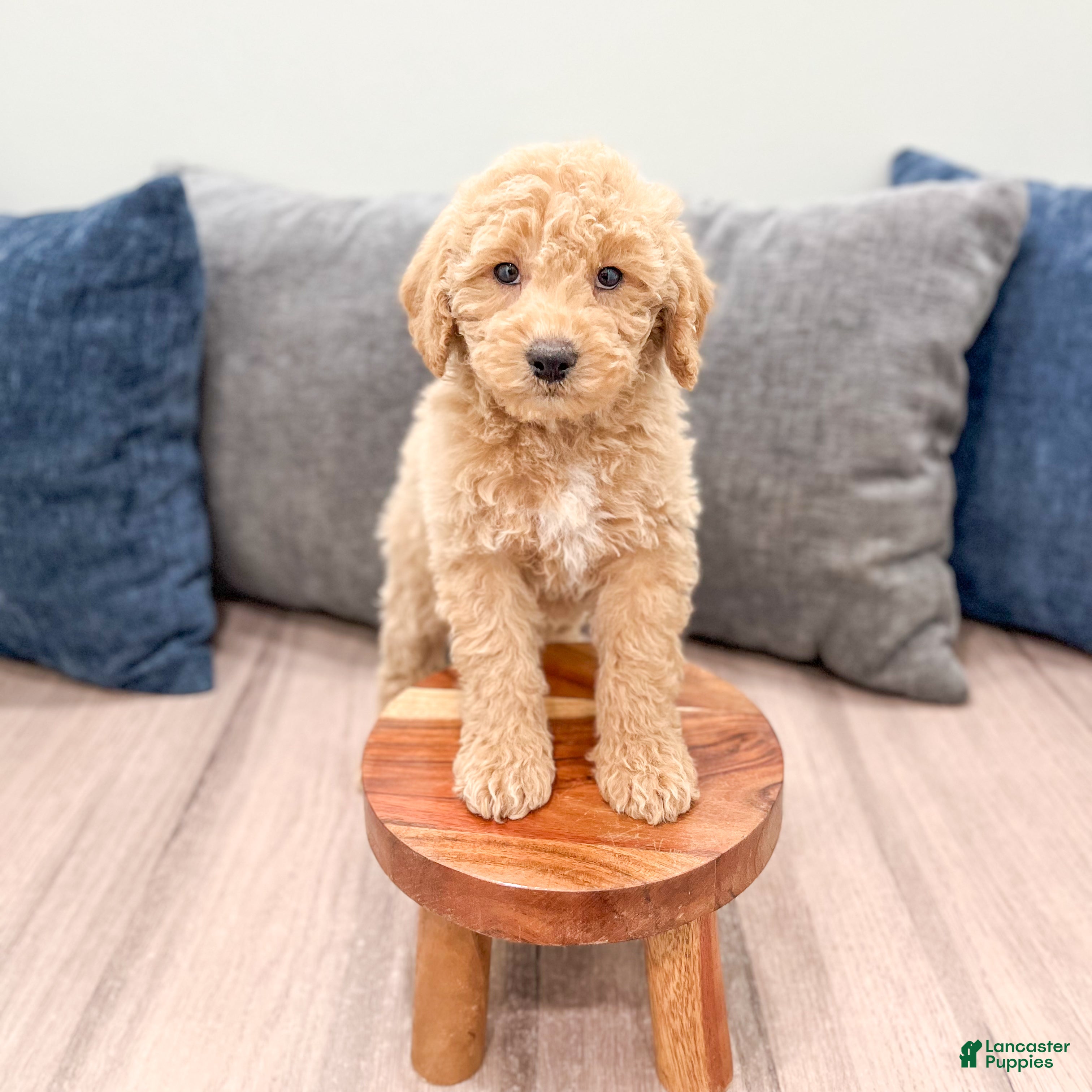 Miniature Labradoodle dogs Kacey - Ad 2