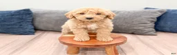 Miniature Labradoodle dogs for sale: Kacey - Ad 2