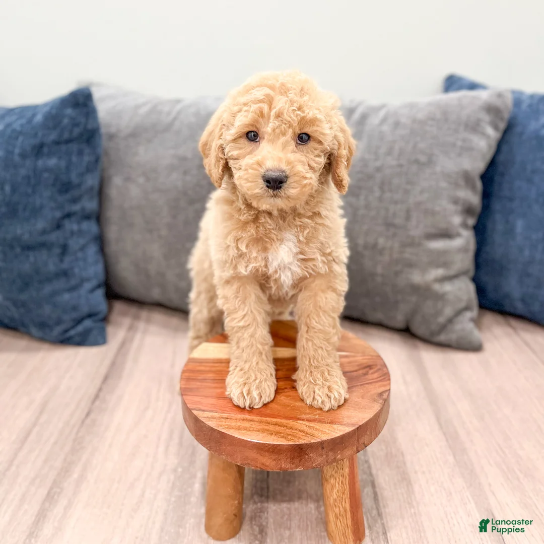 Miniature Labradoodle dogs for sale: Kacey - Ad 2