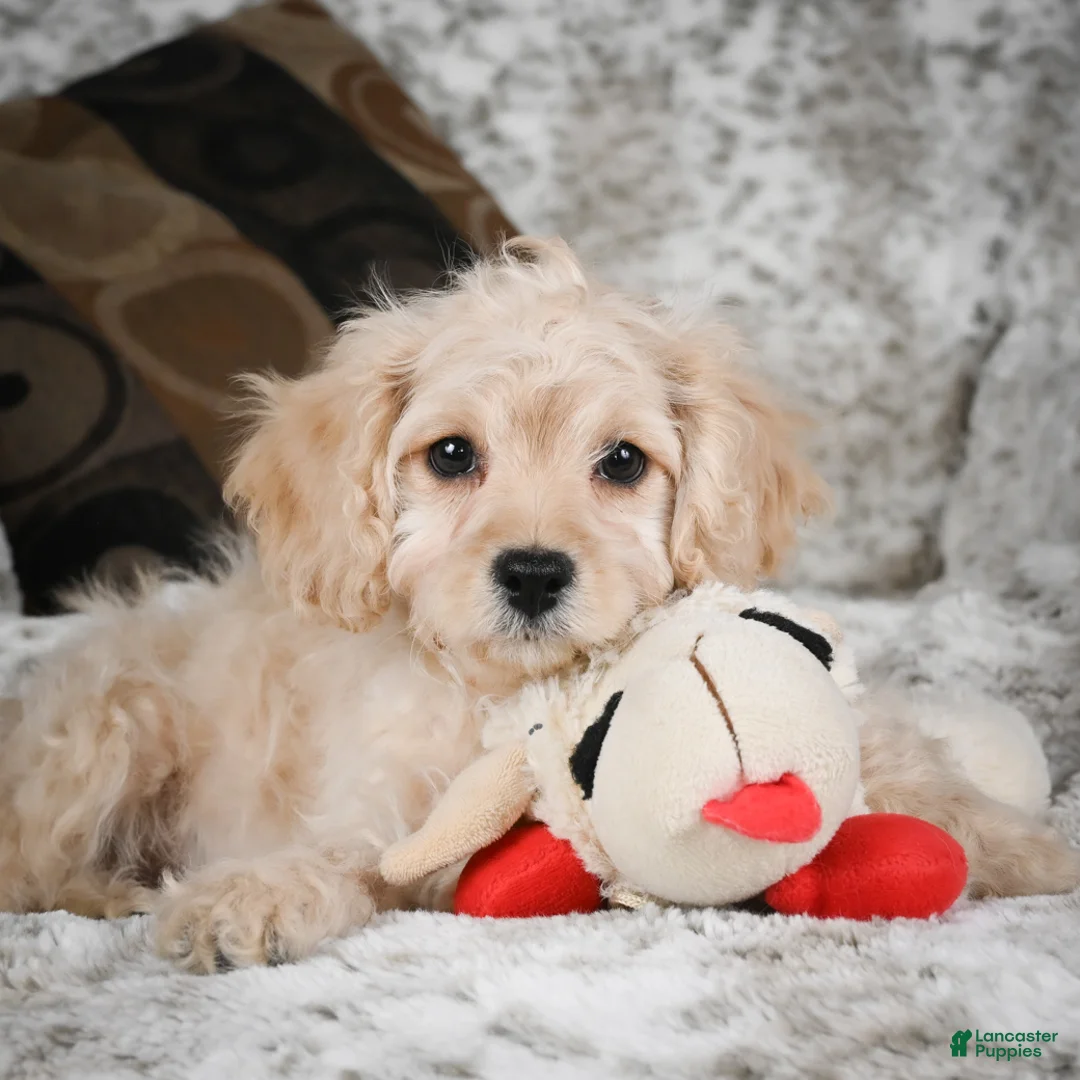 Cavapoo dogs for sale: Sammy - Ad 10